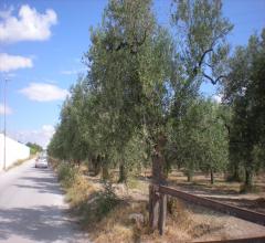 Appartamenti in Vendita - Terreno agricolo in vendita a cerignola contrada pescariello-varratella