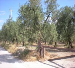 Appartamenti in Vendita - Terreno agricolo in vendita a cerignola contrada pescariello-varratella