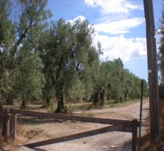 Appartamenti in Vendita - Terreno agricolo in vendita a cerignola contrada pescariello-varratella