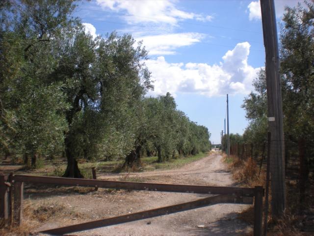 Appartamenti in Vendita - Terreno agricolo in vendita a cerignola contrada pescariello-varratella