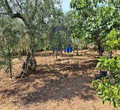 Appartamenti in Vendita - Rustico in vendita a bisceglie agricola