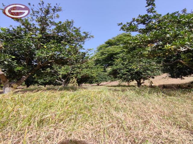 Terreno agricolo in vendita a san giorgio morgeto periferia