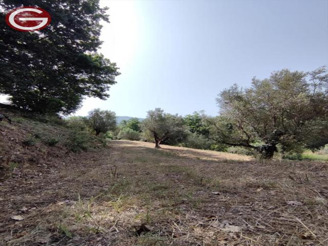 Appartamenti in Vendita - Terreno agricolo in vendita a san giorgio morgeto periferia