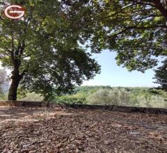 Appartamenti in Vendita - Terreno agricolo in vendita a san giorgio morgeto periferia