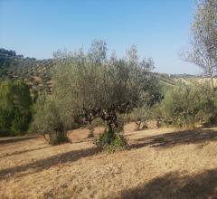 Appartamenti in Vendita - Terreno agricolo in vendita a pianella periferia