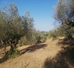 Appartamenti in Vendita - Terreno agricolo in vendita a pianella periferia