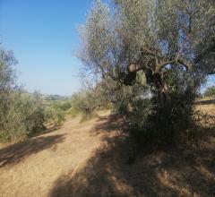 Appartamenti in Vendita - Terreno agricolo in vendita a pianella periferia