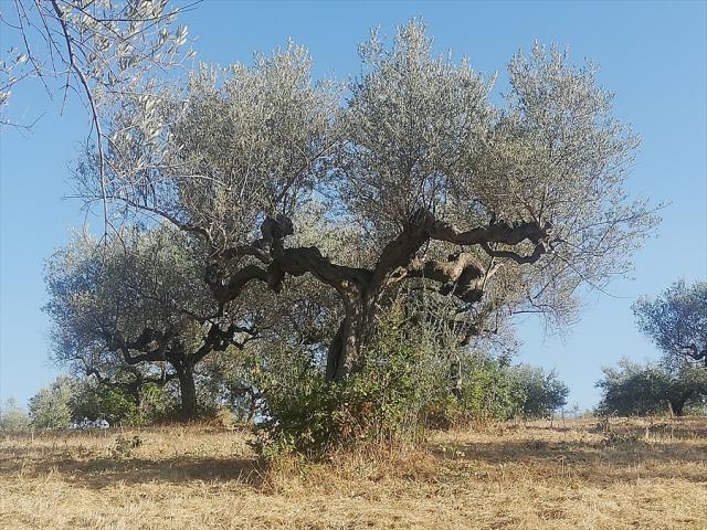 Appartamenti in Vendita - Terreno agricolo in vendita a pianella periferia