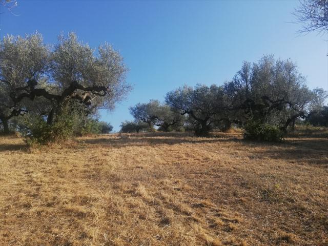 Appartamenti in Vendita - Terreno agricolo in vendita a pianella periferia