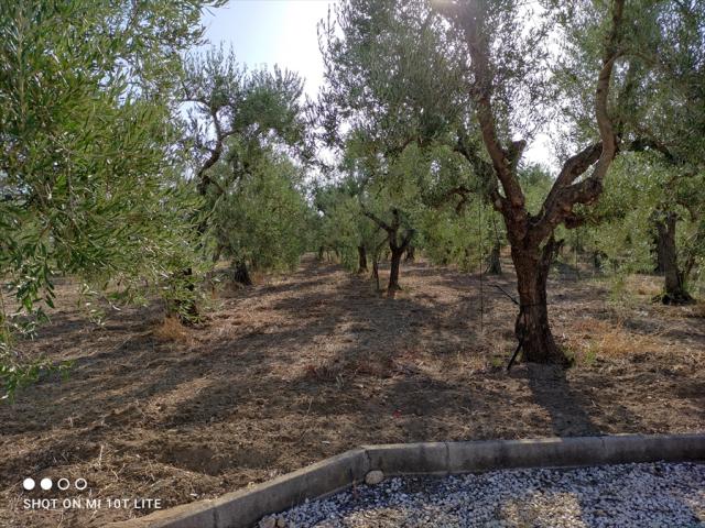 Appartamenti in Vendita - Terreno agricolo in vendita a cerignola san vito