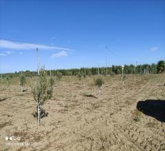 Appartamenti in Vendita - Terreno agricolo in vendita a cerignola via melfi