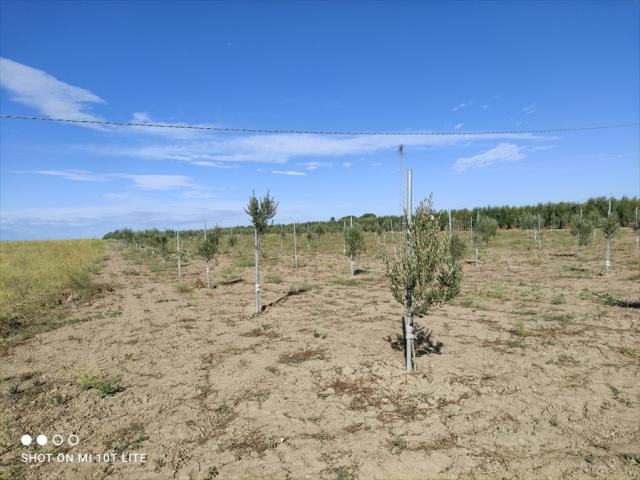 Appartamenti in Vendita - Terreno agricolo in vendita a cerignola via melfi