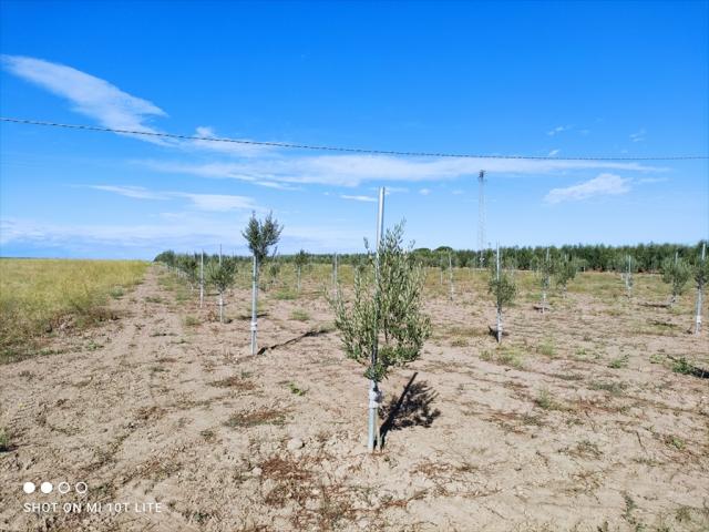 Appartamenti in Vendita - Terreno agricolo in vendita a cerignola via melfi