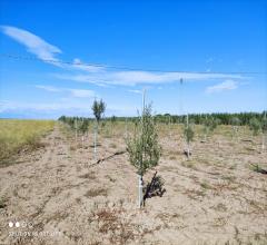 Appartamenti in Vendita - Terreno agricolo in vendita a cerignola via melfi