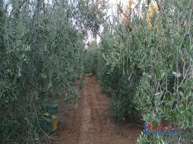 Case - Terreno pianeggiante vicino al paese con olivi