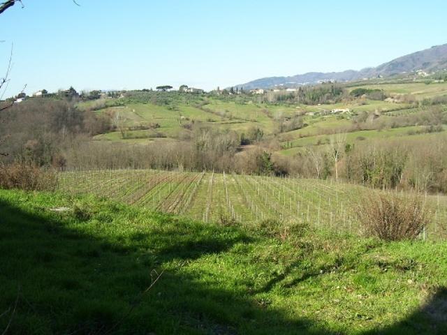 Case - Azienda agricola e vitivinicola - colline di lucca