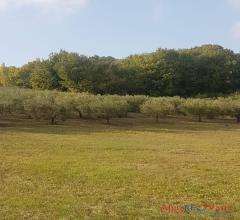 Case - Terreno agricolo con alberi d'ulivo