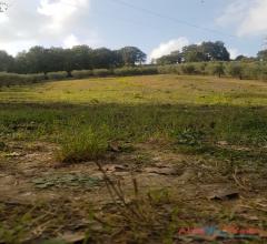 Case - Terreno agricolo con alberi d'ulivo