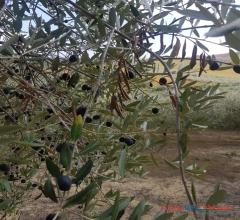 Case - Terreno agricolo con alberi d'ulivo