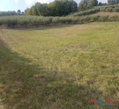 Case - Terreno agricolo con alberi d'ulivo