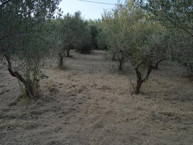 Appartamenti in Vendita - Terreno edificabile in vendita a silvi frazione