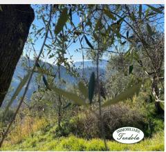 Case - Rustico in collina sarzana