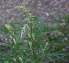 Beltel - guarnieri artemisia tipo offerta